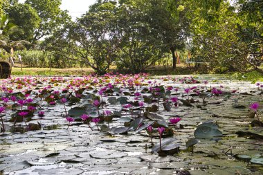Sri Lanka 'nın çok güzel manzara resimleri.