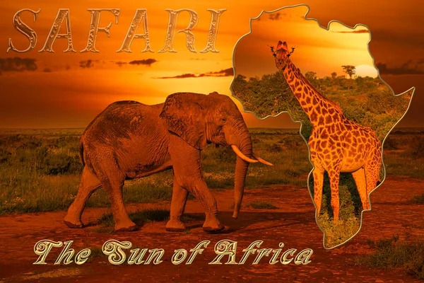 Beautiful pictures of Africa sunset and sunrise with elephants and giraffes