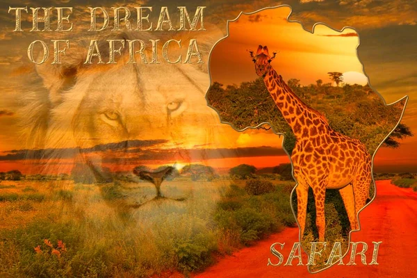 非洲日落和日出与大象和长颈鹿的美丽图片 — 图库照片