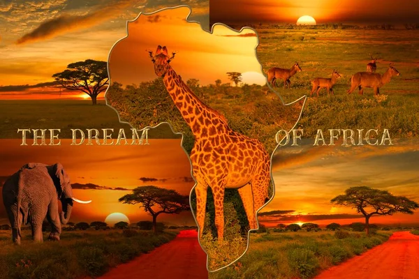 Красивые Картины Заката Восхода Солнца Африке Слонами Жирафами — стоковое фото