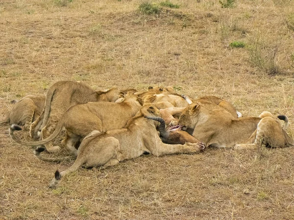 Löwen Der Savanne Tsavo Ost Und Tsavo West Nationalpark — Stockfoto