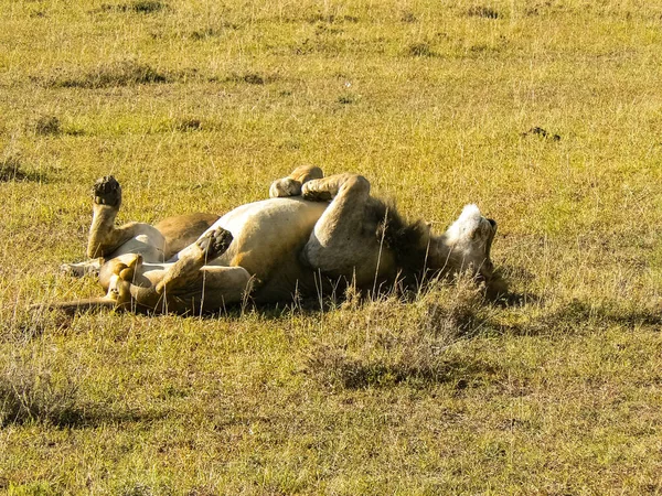 Λιοντάρια Στη Σαβάνα Στο Ανατολικό Τσάβο Και Στο Εθνικό Πάρκο — Φωτογραφία Αρχείου