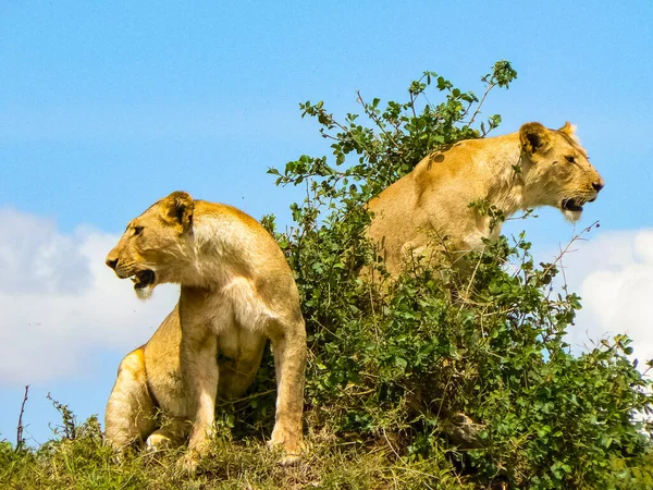 Λιοντάρια Στη Σαβάνα Στο Ανατολικό Τσάβο Και Στο Εθνικό Πάρκο — Φωτογραφία Αρχείου