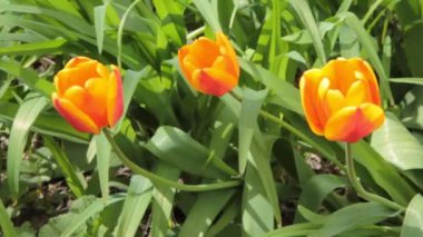 Baharda çiçek açan Lale çiçek. Rüzgarda sallanan renkli Lale çiçek. Nazik rüzgar alan birçok Lale ile hareket güneşli bir gün. Yatay hareket HD video.