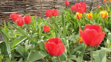 Baharda çiçek açan Lale çiçek. Rüzgarda sallanan renkli Lale çiçek. Nazik rüzgar alan birçok Lale ile hareket güneşli bir gün. Yatay hareket HD video.