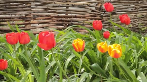 Tulpenblüten blühen im Frühling. Bunte Tulpenblüten wiegen sich im Wind. Sanfter Wind bewegt sich durch Feld mit vielen Tulpen, sonniger Tag. HD-Video in horizontaler Bewegung. — Stockvideo