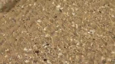 Dalga kum üzerine alır. Kabukları su altında. Dalganın kıyıya kabukları closeup görünümü yıkanmış