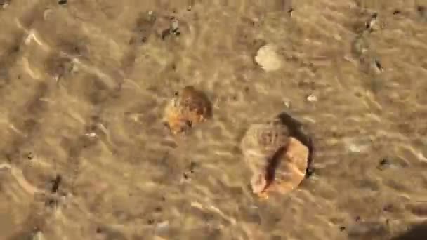 La vague roule sur le sable. Des obus sous l'eau. La vague a échoué coquillages vue rapprochée 