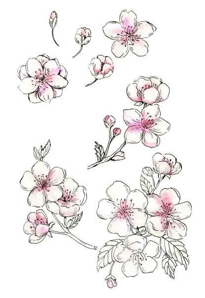 桜、水彩絵の具のセット。桜が咲く。グラフィックペンと水彩。日本の春は花を描く。さくら。手描きの花木。結婚式、バレンタインカード、招待状. — ストック写真