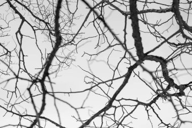 dalları siyah beyaz arka plan