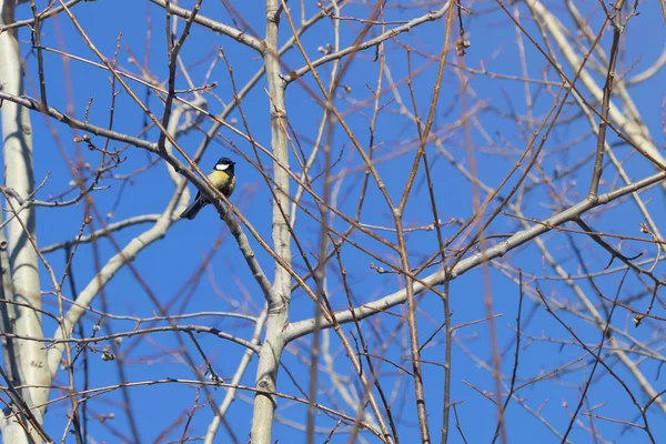 arka planda ağaç mavi gökyüzünde kuş
