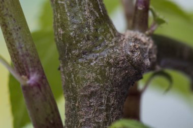 çiçek gül odası makro fotoğraf