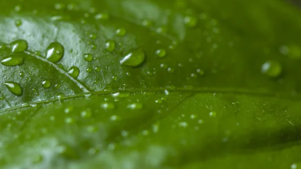 Foglie Verdi Piante Domestiche Macro — Foto Stock