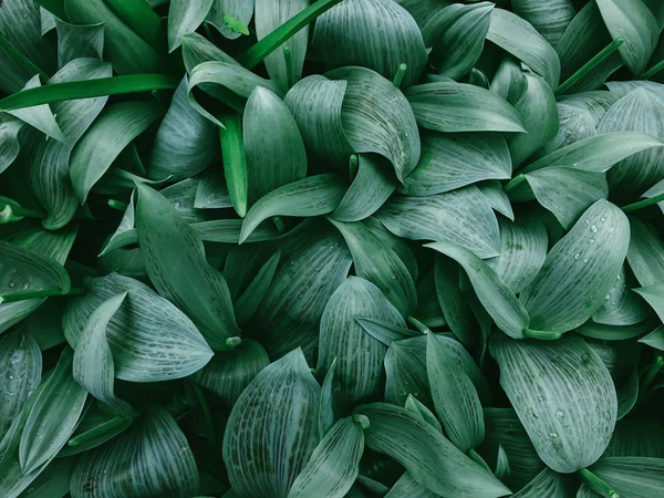 Green fresh leaves. view from above