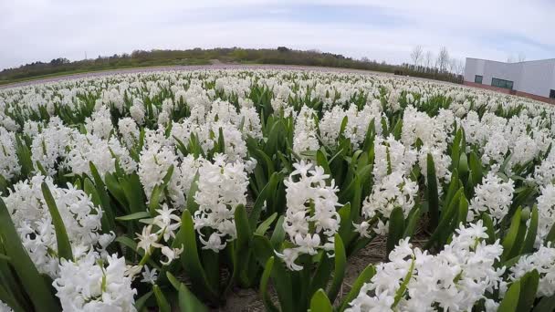 Velden van de bloei hyacinten bloemen — Stockvideo