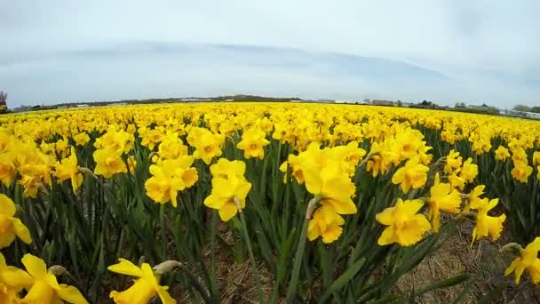 Hermoso paisaje al aire libre en Holanda — Vídeos de Stock