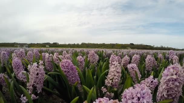 Vacker hyacint blomma fälten i Nederländerna — Stockvideo