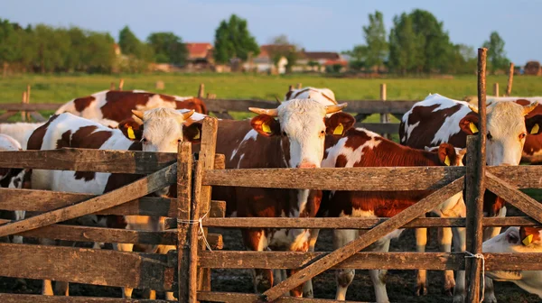 Vacas en pastos al atardecer — Foto de Stock
