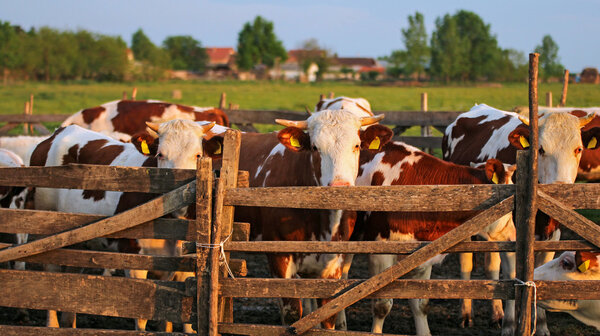 Cows in Pasture at Sunset