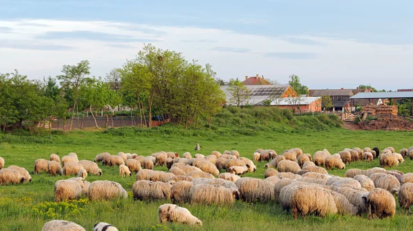 Стадо овец на красивом зеленом лугу — стоковое фото