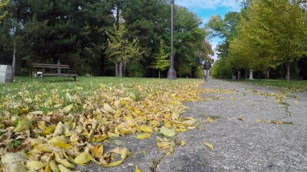 Homem caminhando no parque de outono em um dia ensolarado — Vídeo de Stock