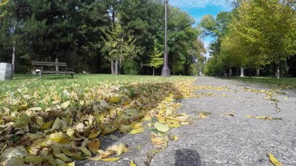 Hombre caminando en el parque de otoño en un día soleado — Vídeo de stock