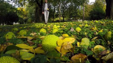 Adam halkalar için egzotik Osage sonbahar Park içinde meyve ağacı