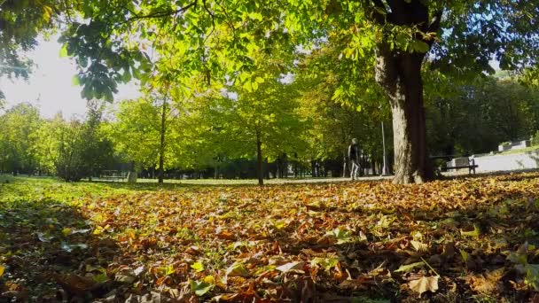 Folhagem colorida no parque de outono — Vídeo de Stock