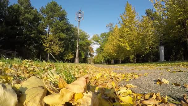 Foglie d'autunno dorate cadono al rallentatore — Video Stock