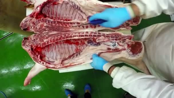 Anläggning för bearbetning av kött — Stockvideo
