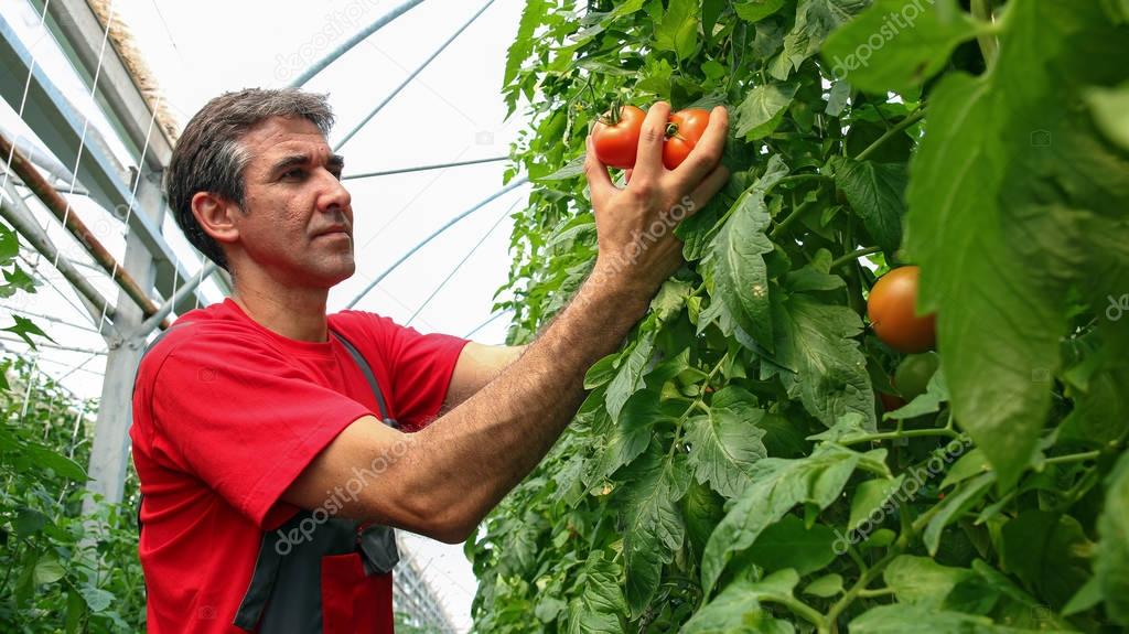 Portrait of Tomato Grower in Polytunnel