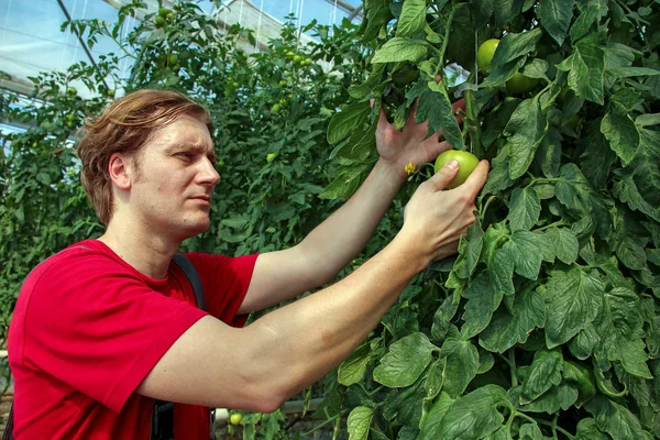 Contadino che controlla le piante di pomodoro in serra — Foto Stock