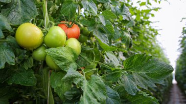 Tomato With Water Drops in Greenhouse clipart