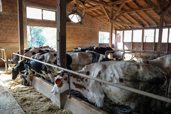 Vacas em um galpão de fazenda — Fotografia de Stock