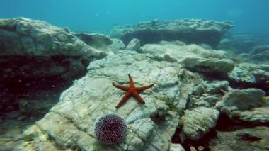 Sualtı çekim yıldız balık ve deniz kestanesi ile deniz yaşamı