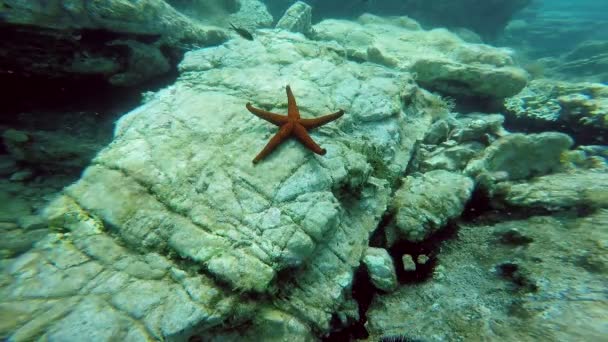Estrella del Mar Rojo en la cama de mar — Vídeos de Stock