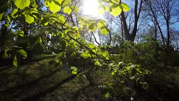 Sol de primavera brillando a través de las ramas de los árboles — Vídeos de Stock