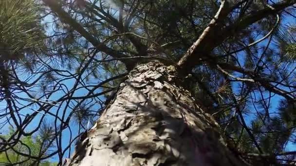 Slider tiro en el bosque — Vídeos de Stock