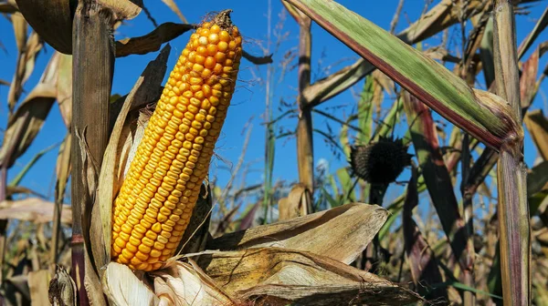 Mazorca de maíz madura en un tallo — Foto de Stock