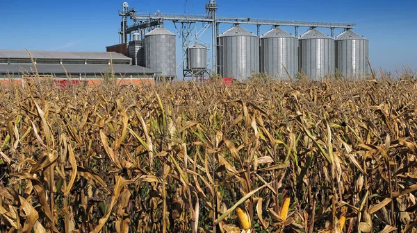 Cinco Silos de prata no campo de milho — Fotografia de Stock