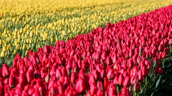 Kwiat łóżko żółte i czerwone tulipany — Zdjęcie stockowe