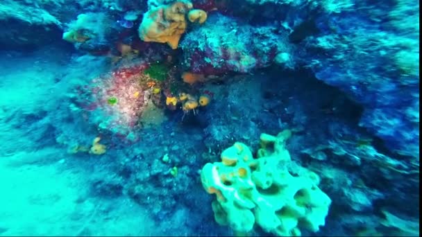 Anguilla murena nascosta tra le rocce — Video Stock