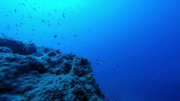 Escuela de Peces en el mar azul profundo — Vídeo de stock