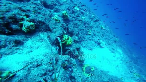 Escuela de Peces Natación al lado de Moray Eel — Vídeos de Stock