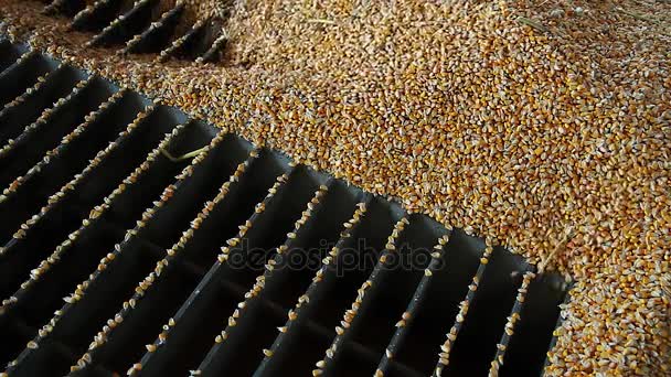 Descarregamento de milho colhido no elevador de grãos — Vídeo de Stock