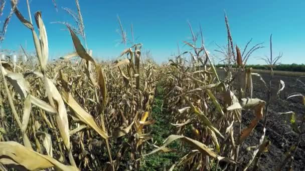 Rijpe maïs maïs op de kolf in gecultiveerde landbouwgebied — Stockvideo