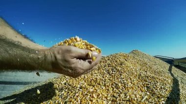 Çiftçi hasat Mısır