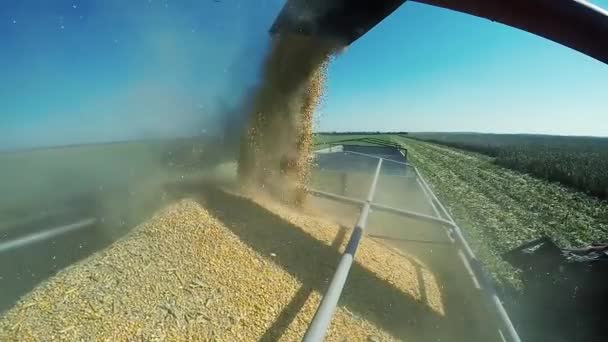 Caricamento del grano di mais al rallentatore — Video Stock