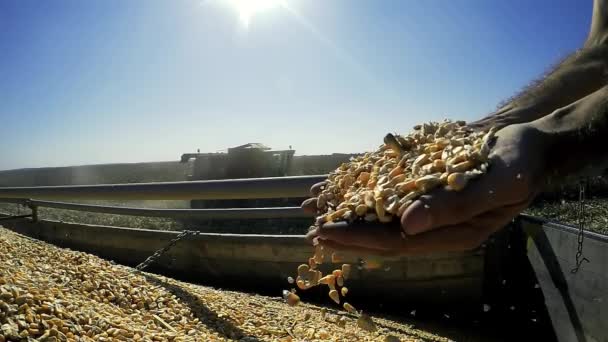 Ręce nalewania ziarna kukurydzy przed słońcem — Wideo stockowe