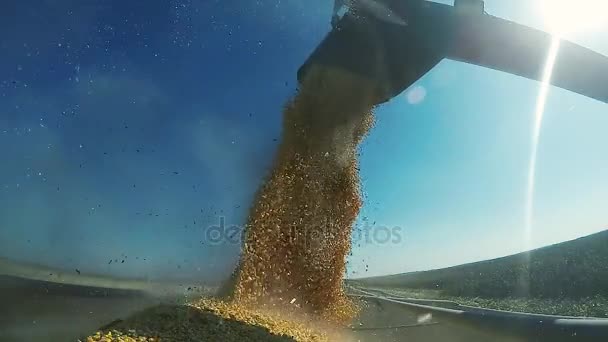Unload zbioru kukurydzy w Pó przyczepa — Wideo stockowe